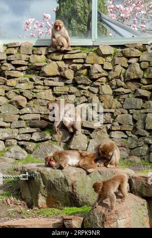 Der Japanische Makaken-Affe (Mucaca Fuscata), auch bekannt als Schneemäffchen oder (auf Japanisch) als Nihonzaru. Stadtpark, Launceston, Tasmanien, Austra Stockfoto