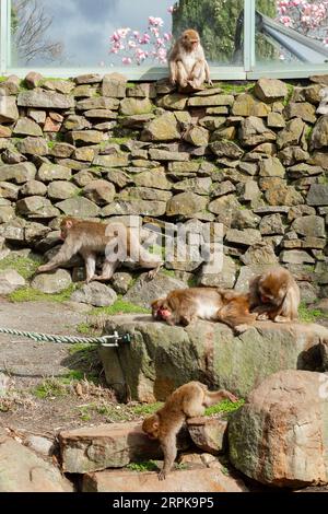 Der Japanische Makaken-Affe (Mucaca Fuscata), auch bekannt als Schneemäffchen oder (auf Japanisch) als Nihonzaru. Stadtpark, Launceston, Tasmanien, Austra Stockfoto