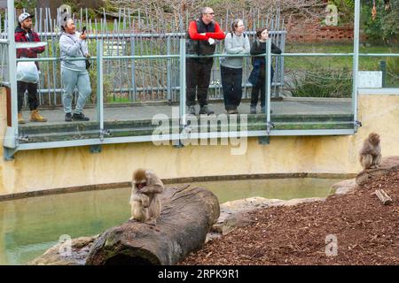 Der Japanische Makaken-Affe (Mucaca Fuscata), auch bekannt als Schneemäffchen oder (auf Japanisch) als Nihonzaru. Stadtpark, Launceston, Tasmanien, Austra Stockfoto