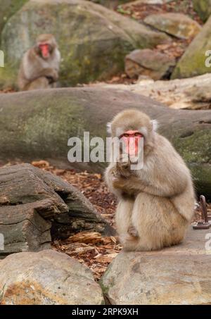 Der Japanische Makaken-Affe (Mucaca Fuscata), auch bekannt als Schneemäffchen oder (auf Japanisch) als Nihonzaru. Stadtpark, Launceston, Tasmanien, Austra Stockfoto