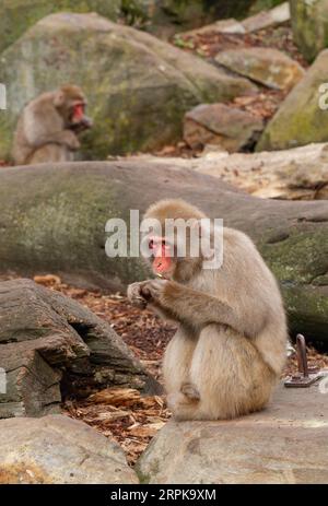 Der Japanische Makaken-Affe (Mucaca Fuscata), auch bekannt als Schneemäffchen oder (auf Japanisch) als Nihonzaru. Stadtpark, Launceston, Tasmanien, Austra Stockfoto