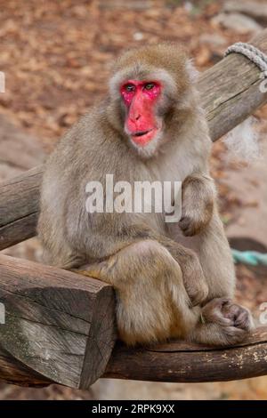 Der Japanische Makaken-Affe (Mucaca Fuscata), auch bekannt als Schneemäffchen oder (auf Japanisch) als Nihonzaru. Stadtpark, Launceston, Tasmanien, Austra Stockfoto