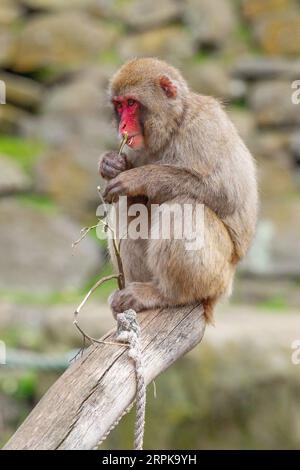 Der Japanische Makaken-Affe (Mucaca Fuscata), auch bekannt als Schneemäffchen oder (auf Japanisch) als Nihonzaru. Stadtpark, Launceston, Tasmanien, Austra Stockfoto