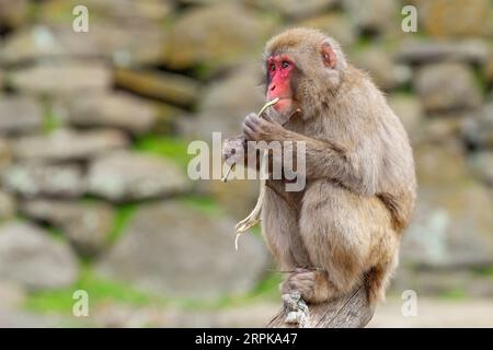 Der Japanische Makaken-Affe (Mucaca Fuscata), auch bekannt als Schneemäffchen oder (auf Japanisch) als Nihonzaru. Stadtpark, Launceston, Tasmanien, Austra Stockfoto