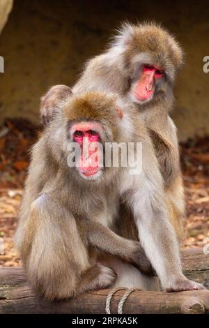 Der Japanische Makaken-Affe (Mucaca Fuscata), auch bekannt als Schneemäffchen oder (auf Japanisch) als Nihonzaru. City Park, Launceston, Tasmanien, Australien. Stockfoto