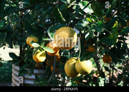 Zitronen hängen an einem Baum Stockfoto