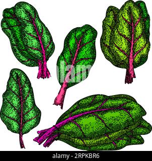 Chard Set Skizze von Hand gezeichneter Vektor Stock Vektor