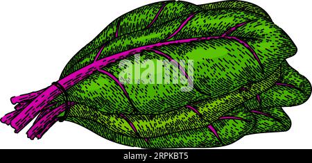 Grüne Mangold Skizze von Hand gezeichneter Vektor Stock Vektor