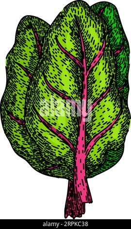 mangold mangold Chard skizziert von Hand gezeichneter Vektor Stock Vektor