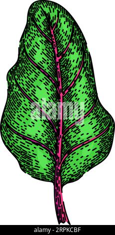 Von Hand gezeichneter Vektor mit einer Mangold-Skizze Stock Vektor