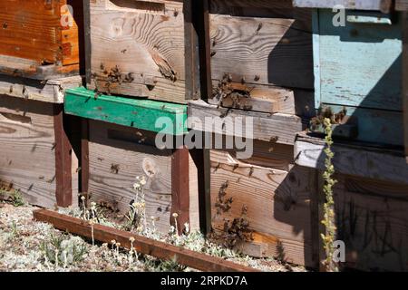 200108 -- SANAA, 8. Januar 2020 Xinhua -- Bienen werden in Bienenstöcken in einem Dorf im Al-Haimah Al-Kharijiyah Bezirk gesehen, mehr als 35 km westlich von Sanaa, Jemen, 5. Januar 2020. Der Jemen, der für seine Herstellung des besten Honigs bekannt ist, wurde von mehr als vier Jahren Bürgerkrieg heimgesucht, der die Wirtschaft erschüttert und das arabische Land an den Rand des Hungers getrieben hat. ZUM SCHLUSS: Feature:jemenitische Imker riskieren Leben, um Honig zu produzieren, während sie vor Kriegsglocken warnen Foto: Mohammed Dahman/Xinhua YEMEN-SANAA-HONIGINDUSTRIE PUBLICATIONxNOTxINxCHN Stockfoto