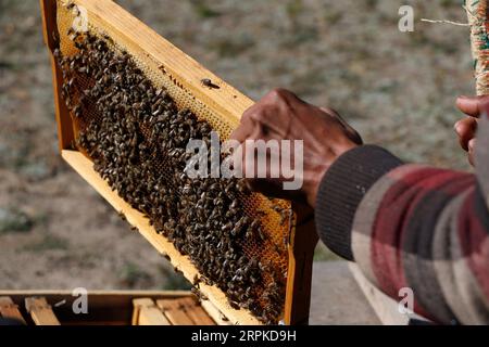 200108 -- SANAA, 8. Januar 2020 Xinhua -- Darwish Ali, ein jemenitischer Imker, überprüft eine Wabe aus einem Bienenstock in seinem Bienenhaus in einem Dorf im Al-Haimah Al-Kharijiyah Bezirk, mehr als 35 km westlich von Sanaa, Jemen, 5. Januar 2020. Der Jemen, der für seine Herstellung des besten Honigs bekannt ist, wurde von mehr als vier Jahren Bürgerkrieg heimgesucht, der die Wirtschaft erschüttert und das arabische Land an den Rand des Hungers getrieben hat. ZUM SCHLUSS: Feature:jemenitische Imker riskieren Leben, um Honig zu produzieren, während sie vor Kriegsglocken warnen Foto: Mohammed Dahman/Xinhua YEMEN-SANAA-HONIGINDUSTRIE PUBLICATIONxNOTxINxCHN Stockfoto