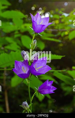 Ballonblume, Tossock Bellflower, Campanula persicifolia oder Campanula carpatica violette Glockenblumen im Herbstgarten. Stockfoto