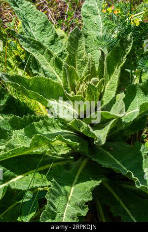 Nahaufnahme einer haarigen Rosette mit Tautropfen und gefallenen Blättern von Verbascum thapsus grosse oder gemeine Königskerze im ersten Wachstumsjahr. Stockfoto