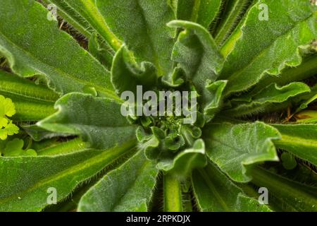 Nahaufnahme einer haarigen Rosette mit Tautropfen und gefallenen Blättern von Verbascum thapsus grosse oder gemeine Königskerze im ersten Wachstumsjahr. Stockfoto