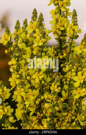 Verbascum densiflorum die bekannte dicht blühende Königskerze. Stockfoto