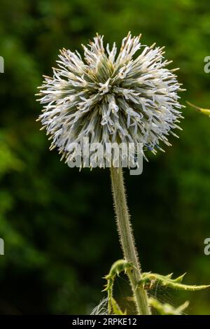 Nahaufnahme selektiver Fokus der Großen Globus-Distel, bekannt als Echinops sphaerocephalus und Drüsendistel. Stockfoto