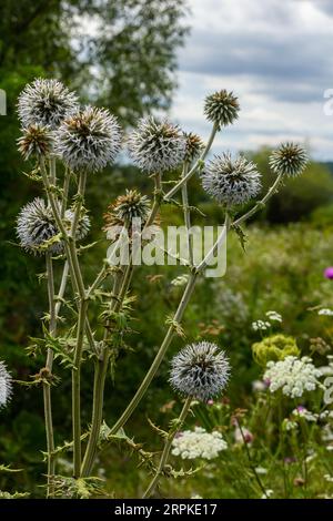 Nahaufnahme selektiver Fokus der Großen Globus-Distel, bekannt als Echinops sphaerocephalus und Drüsendistel. Stockfoto