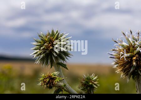 Nahaufnahme selektiver Fokus der Großen Globus-Distel, bekannt als Echinops sphaerocephalus und Drüsendistel. Stockfoto