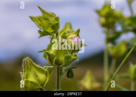 Blume Nahaufnahme von Malva alcea Greater Moschus, geschnitten blättrig, Vervain oder Hollyhock Mallow, auf weichem unscharfen grünen Grashintergrund. Stockfoto