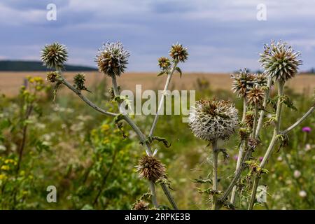 Nahaufnahme selektiver Fokus der Großen Globus-Distel, bekannt als Echinops sphaerocephalus und Drüsendistel. Stockfoto