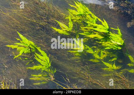 Wasserpflanzen. Süßwasseralgen-Hintergrund. Der Schatten des Fotografen. Umweltkonzept. Unschärfe unter Wasser. Stockfoto