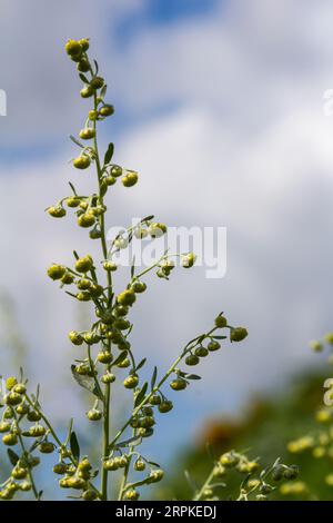 Wermut-grüne graue Blätter mit schönen gelben Blüten. Artemisia absinthium absinthium, Absintholzblüher, Nahaufnahme Makro. Stockfoto