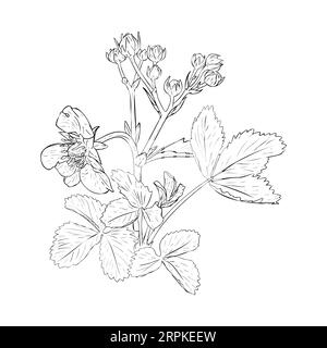Erdbeerstrauch auf Ästen, Beeren, Blumen und Blättern. Von Hand gezeichnete Vektorillustration. Skizze für die Gestaltung von Verpackungen, Etiketten, Dekor und Papier Stock Vektor