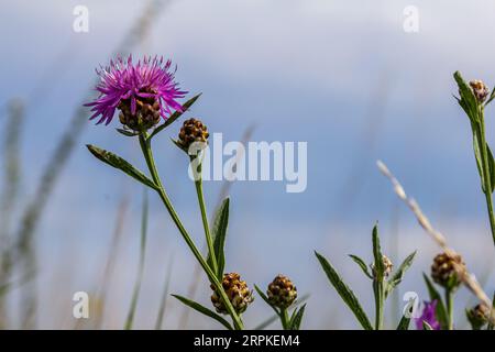 Centaurea scabiosa subsp. Apiculata, Centaurea apiculata, Asteraceae. Wilde Pflanze im Sommer. Stockfoto