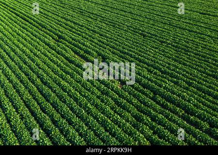 Luftaufnahme von grünem Sojabohnenfeld aus Drohnen-pov, Hochwinkelansicht Stockfoto