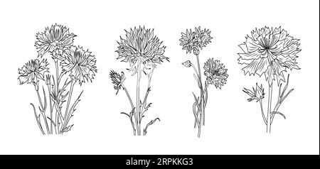 Set aus schwarzer Cornflower-Tinte, botanischer Vektorkunst Stock Vektor