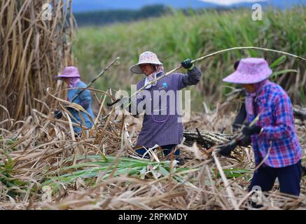 200114 -- LIUZHOU, 14. Januar 2020 -- Bauern ernten Zuckerrohr auf dem Feld im Dorf Xincun im Kreis Luzhai in der Stadt Liuzhou, südchinesische autonome Region Guangxi Zhuang, 11. Januar 2020. In den letzten Jahren hat Luzhai County die Zuckerrohranbau- und -Verarbeitungsindustrie gefördert, um den örtlichen Landwirten zu helfen, die Armut abzuschütteln. CHINA-GUANGXI-LIUZHOU-ZUCKERROHR CN HuangxXiaobang PUBLICATIONxNOTxINxCHN Stockfoto