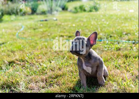 Der französische Bulldoggen sitzt auf einem grünen Rasen im Garten. Stockfoto