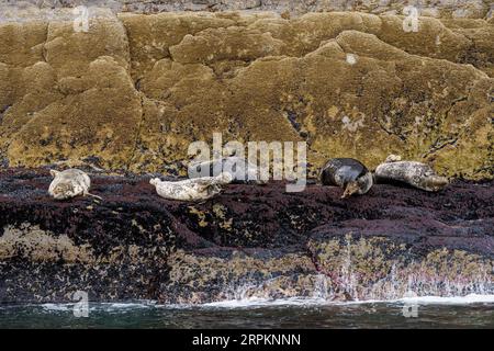 Gray Seal, Halichoerus grypus, Sceilg Bheag, Skellig Rock Small, Irland, Vereinigtes Königreich Stockfoto