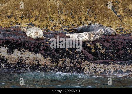 Gray Seal, Halichoerus grypus, Sceilg Bheag, Skellig Rock Small, Irland, Vereinigtes Königreich Stockfoto