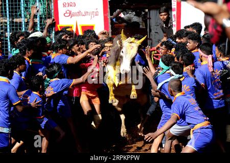 200116 -- PEKING, 16. Januar 2020 -- indische Teilnehmer versuchen, einen Stier bei der jährlichen Bullenzähmung Jallikattu im Dorf Avaniyapuram am Stadtrand von Madurai, Bundesstaat Tamil Nadu, Indien, am 15. Januar 2020 zu kontrollieren. STR/FOTOS DES TAGES Xinhua PUBLICATIONxNOTxINxCHN Stockfoto