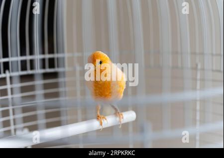 Gelber kanarienvogel in einem weißen Käfig, Nahaufnahme. Der Vogel sitzt auf einem Barsch in einem weißen Käfig, drinnen. Stockfoto