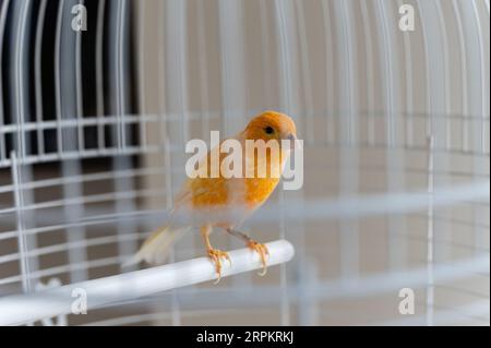 Gelber kanarienvogel in einem weißen Käfig, Nahaufnahme. Der Vogel sitzt auf einem Barsch in einem weißen Käfig, drinnen. Stockfoto