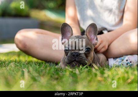 Der französische Bulldogge-Welpe ruht auf einem grünen Rasen. Das Kind sitzt mit den Beinen im Hintergrund auf dem Gras. Stockfoto