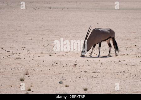 Gemsbok oder südafrikanischer Oryx (Oryx gazella) Stockfoto