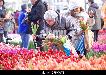 200119 -- AMSTERDAM, 19. Januar 2020 -- am Niederländischen Tulpenfeiertag in Amsterdam, den Niederlanden, 18. Januar 2020, pflücken Menschen Tulpen. Besucher wählen ihre eigenen Tulpen kostenlos aus etwa 200.000 Tulpen, die am Samstag am Damplatz in Amsterdam ausgestellt werden. Mit dieser jährlichen Veranstaltung beginnt die Tulpensaison in den Niederlanden. Foto von /Xinhua DIE NIEDERLANDE-AMSTERDAM-NATIONALE TULPENTAG SylviaxLederer PUBLICATIONxNOTxINxCHN Stockfoto