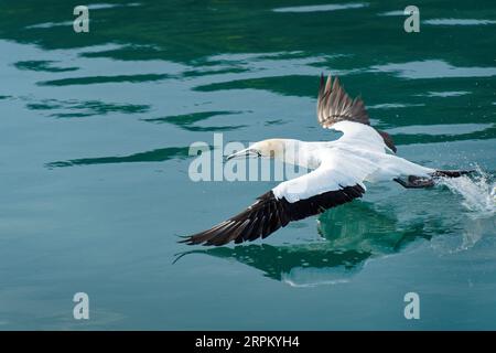 Ein Australasisches Gannet, das nach dem Angeln in Waitohi/Picton Marina, Marlborough Sounds, Südinsel, Aotearoa/Neuseeland startet Stockfoto