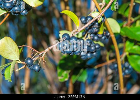 Reife Aronia-Beeren auf einem Baum in Deutschland Stockfoto