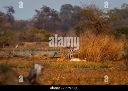 Zwei wilde Hunde, die wild gefleckte Hirsche oder Chital- oder Achsenwild fressen oder fressen, nachdem sie in Keoladeo bharatpur eine große Bedrohung für das Naturschutzgebiet jagten Stockfoto