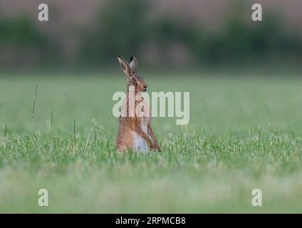 Ein brauner Hase (Lepus europaeus), der aufrecht im Sonnenlicht sitzt. Auf der Suche nach Gefahr. Saß auf dem Weizenfeld der Bauern. Suffolk . UK Stockfoto