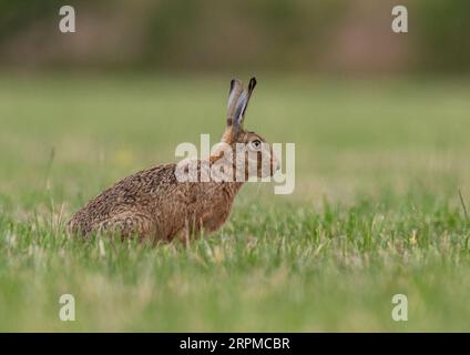 Ein großer, gesunder Brauner Hase, der seitlich zur Kamera sitzt und Details seines orangefarbenen Auges, großer Ohren und meliertem braunen Pelz zeigt - Suffolk, Großbritannien Stockfoto