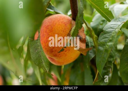 Pfirsichgarten aus der Nähe. Saftig helle Sommerfrüchte auf einem Zweig im Garten reifen. Rot-orange süße Pfirsiche auf einem verschwommenen Hintergrund aus Blättern. Stockfoto