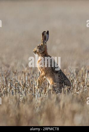 Ein brauner Hase (Lepus europaeus), der aufrecht im Sonnenlicht sitzt. Auf der Suche nach Gefahr. Saß auf dem Bauernhof-Stoppelfeld. Sufffolk . UK Stockfoto