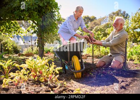 Pensioniertes Älteres Paar, Das Im Gemüsegarten Oder In Der Kleinstadt Mit Barrow Zu Hause Arbeitet Stockfoto