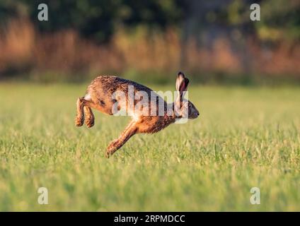 Eine Nahaufnahme eines wilden Braunen Hasen (Lepus europaeus) in der Luft. Boeing und Sprung über die Farmer Weizen .Suffolk, Großbritannien. Stockfoto